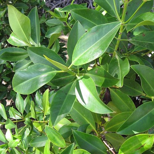 new trees bellagio villas Rhizophora mucronata