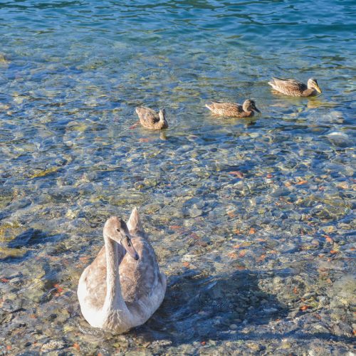 italian villa verdi swan and ducks