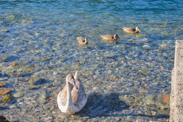 italian villa verdi swan and ducks italian villa verdi swan and ducks